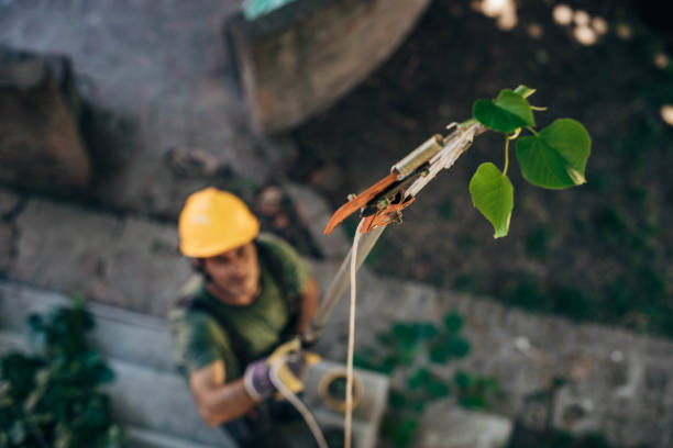 How Our Tree Care Process Works  in Huntington, UT